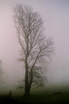 1004. Fog at Curraghmore (January).