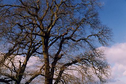 1007.  Oaks, Clonea Road