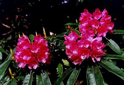1021.  Rhododendrons, Mayfield House (M)