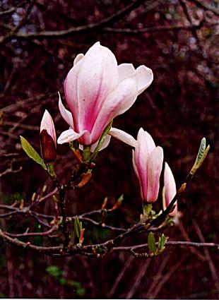 1023.  Magnolia Blossom, Mayfield House (M)