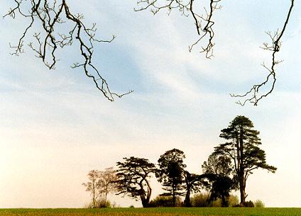 1032.  Trees at Morleys' Pond (MM)