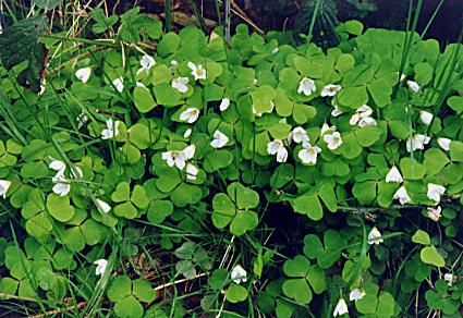 1039.  Wood Sorrel, O'Donnells' Hill