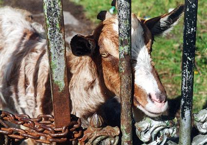 1040.  Behind Bars, Mayfield House