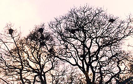 1041.  Nesting Time, Curraghmore Road