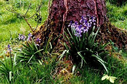 1042.  Bluebell Festival, Curraghmore Estate
