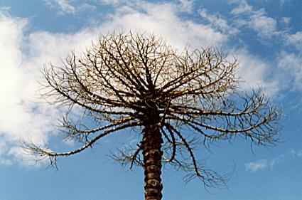 1049.  Old Monkey-Puzzle, Springfield House
