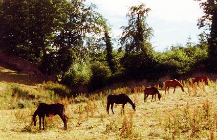 1061.  Polo Ponies near Church