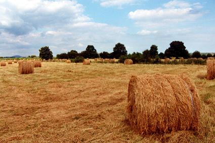 1066.  Hay Bales at Darrigle