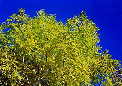 1093.  Ash foliage, Coolfin