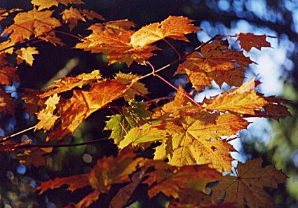 1095.  Autumn Sycamore, Clonea Road