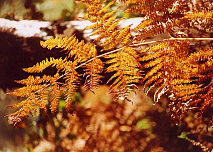 1096.  Autumn Fern,  Coolfin.
