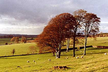 1103.  Autumn Beeches, Clonegam